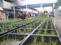 대구 중심가에 웬 다랭이논이?