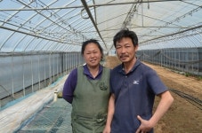 토마토 농사, 두 번 망하고 깨달았다