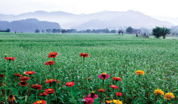 ‘HAPPY 700’…평창에 살어리랏다