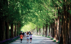 담양에 가면 대박, 세계대나무박람회