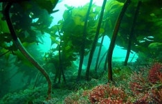 바다 사막화, 바다 숲으로 막는다!