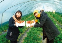 딸기 따고 떡 만들고 가족과 함께 ‘오감 만족’