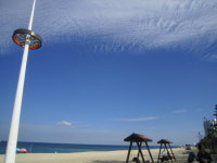 현모양처 사임당 대신 ‘화가 신씨’ 보였다