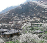 강을 타고 꽃을 담다…광양 가는길