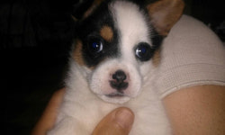 너는 내 운명…만‘개’하는 반려견 문화