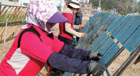 봄의 전령사 ‘실치’ 마을 장고항