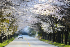 봄 여행주간, 지역 행사 즐기러 떠나세요
