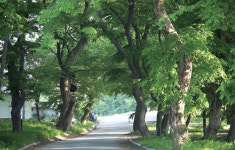 홍삼·흑돼지 먹고 더위 이기기…‘순수 진안’
