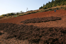 섬 길섶엔 젊음이 핀다, 섬맛은 덤