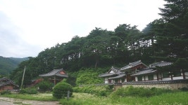 어명 받은 소나무길을 걷다~
