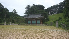 어명 받은 소나무길을 걷다~