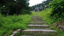 어명 받은 소나무길을 걷다~