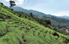국산 차 대표 생산지, 차의 고장 하동에 가다