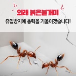 외래 붉은불개미 유입방지 ‘총력’