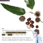 나무 이름에 숨겨진 비밀