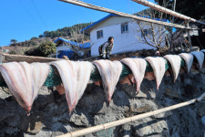 살구꽃마냥 복사꽃마냥 핑크빛 미기야, 고맙다