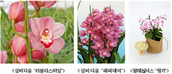 한국 난의 매력에 빠지고~ 그윽한 난향에 취하고
