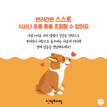 ‘우리 댕댕이도 비만?’…진단과 예방법
