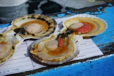 저는 믿음직한 대게랍니다