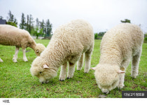 여름 제주 인생샷 명소 7곳