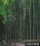 초록빛이 한가득~ 담양 힐링여행