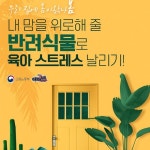 내 맘을 위로해 줄 반려식물로 스트레스 날리기