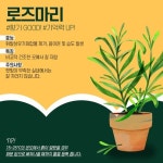 내 맘을 위로해 줄 반려식물로 스트레스 날리기