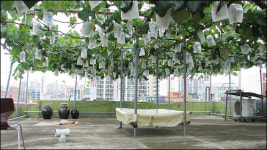 생태공원·포도밭 조성…옥상에 녹색 세상