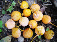 도심의 가을은 노랗다 `은행나무’