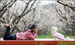 매화꽃 날리던 봄날의 한 때-해남 보해매실농원