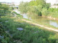 원천천 산책로 주변에 코스모스 산들 산들