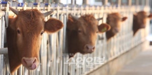 농진청, ‘한우 명품화 프로젝트’ 추진