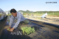 팔당 농민들의  기막힌 이야기