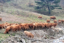 한우 값이 재래시장보다 대형 마트에서 비싼 이유