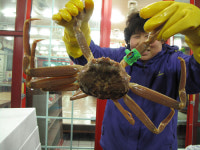 군침 고이는 대게 찾아 강구항에 가니