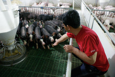 엄마 돼지 한 마리가 논 3000평 만큼 번다