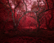 〈2020 올해의 사진〉 폭포는 비명을 삼키고…