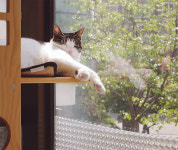 우리 고양이, 의지할 데라곤 나밖에 없는 바보 [반려인의 오후]