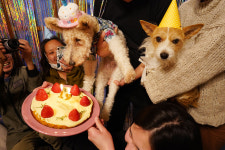 내 개 ‘풋코’의 열아홉 생일 파티 [반려인의 오후]