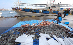 속초의 어부들은 세 가지 밥을 먹는다 [밥 먹다가 울컥]