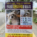 “반려동물 쿠니(너구리)를 찾습니다” [반려인의 오후]