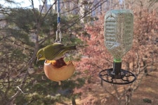 맹순씨네 새식당을 소개합니다 [임보 일기]