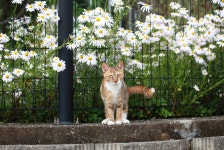 하룻고양이 벌 무서운 줄 모른다더니 [임보 일기]