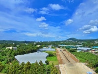 아스팔트 도로로 서귀포 100년 솔숲 덮는다고? [전국 인사이드]