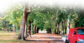 사람과 나무는 호흡하는 동·식물