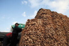 배추·무 값 폭락…농수산물 시장 가보니