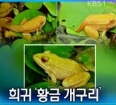 황금개구리 발견, 백생증 올챙이 두 마리 키워서…성장 과정 관찰 중