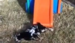 겁쟁이 염소, 미끄럼틀 타고 기절…염소야 왜 그랬니?