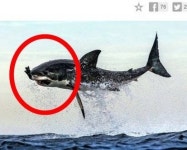 거대 백상어의 물개 사냥,  물개 덥석 문 백상어…사진작가 대단