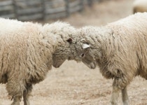 평화와 정의의 상징… “상서로운 을미년 꿈꾼다”